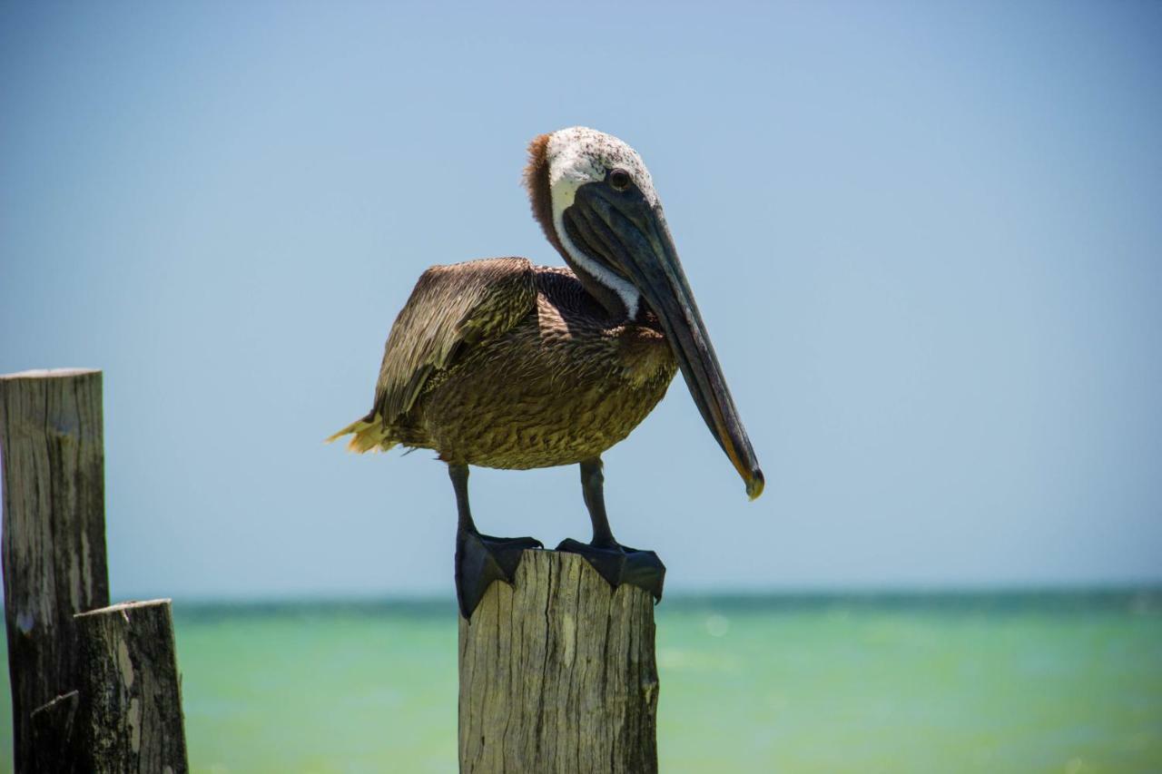 Golden Paradise Beach Isla Holbox Exterior foto